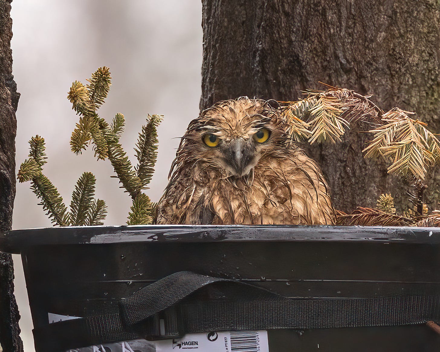 In this image, the baby owls feathers are soaked and matted down. It's bright yellow eyes stare straight ahead at the camera. This owl does not look happy.