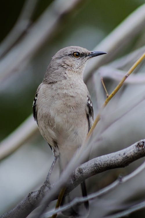 Free Mockingbird in Nature Stock Photo