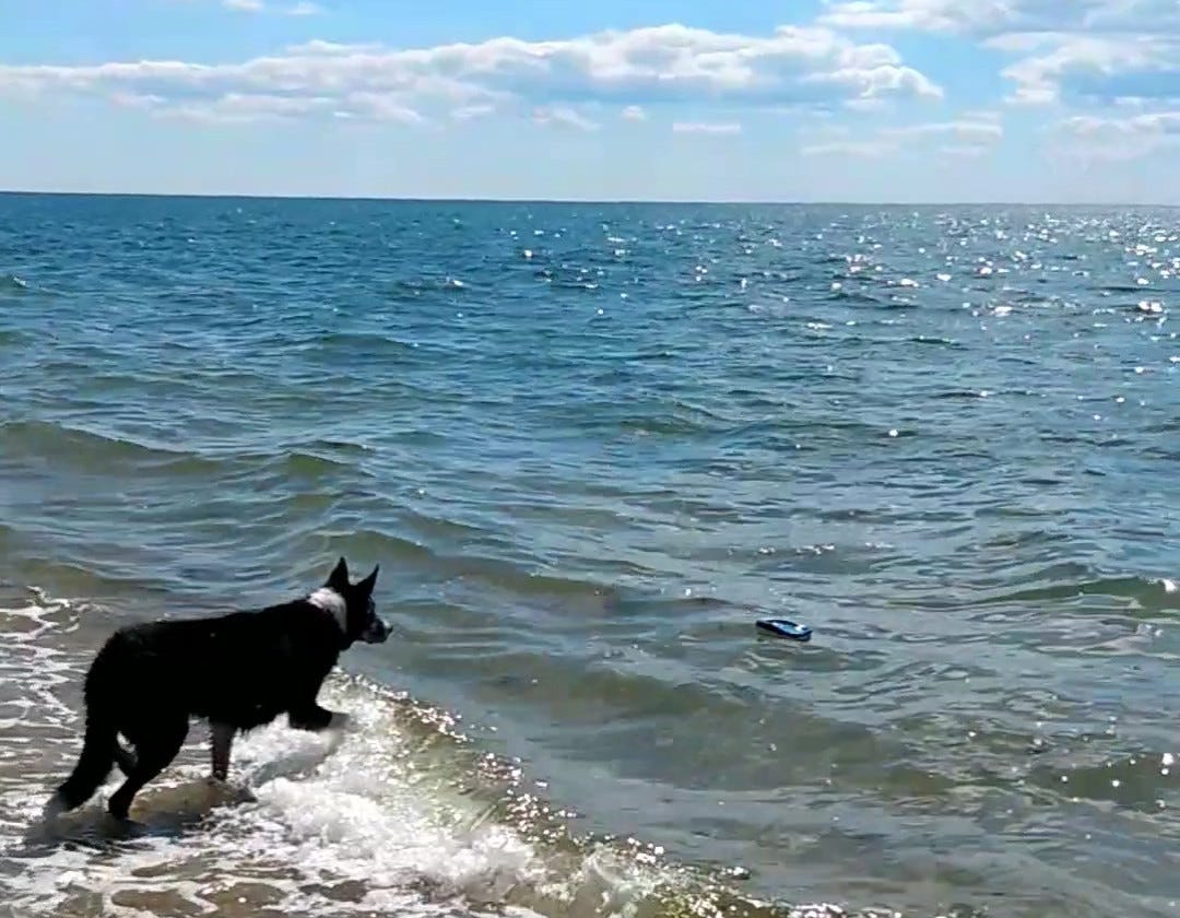 Dog stepping into the ocean, his eyes on a floating stick