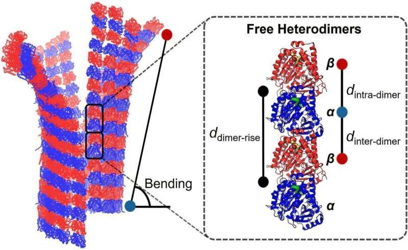Supercomputer models microtubule dynamics, offering new insights into neurodegenerative diseases