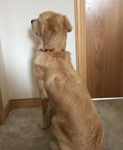 Why Is My Dog Staring at the Wall?