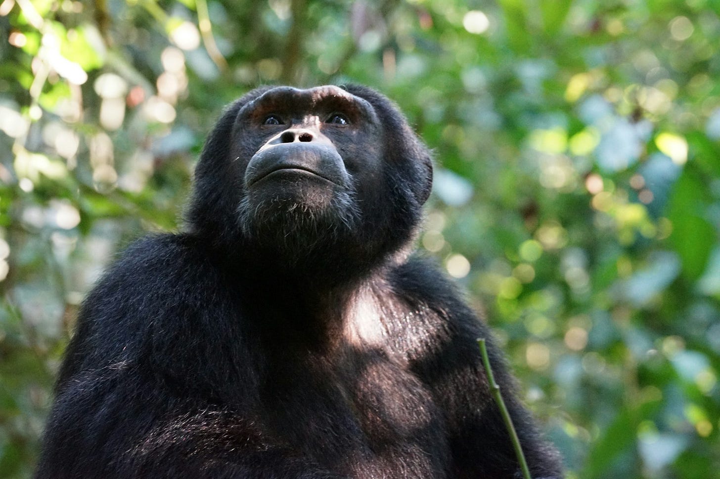 A chimpanzee looking upward with green leaves in the background A chimpanzee looking upward with green leaves in the background