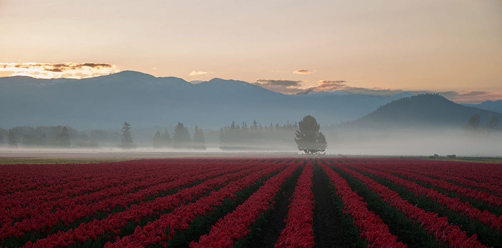 tulip landscape at dawn