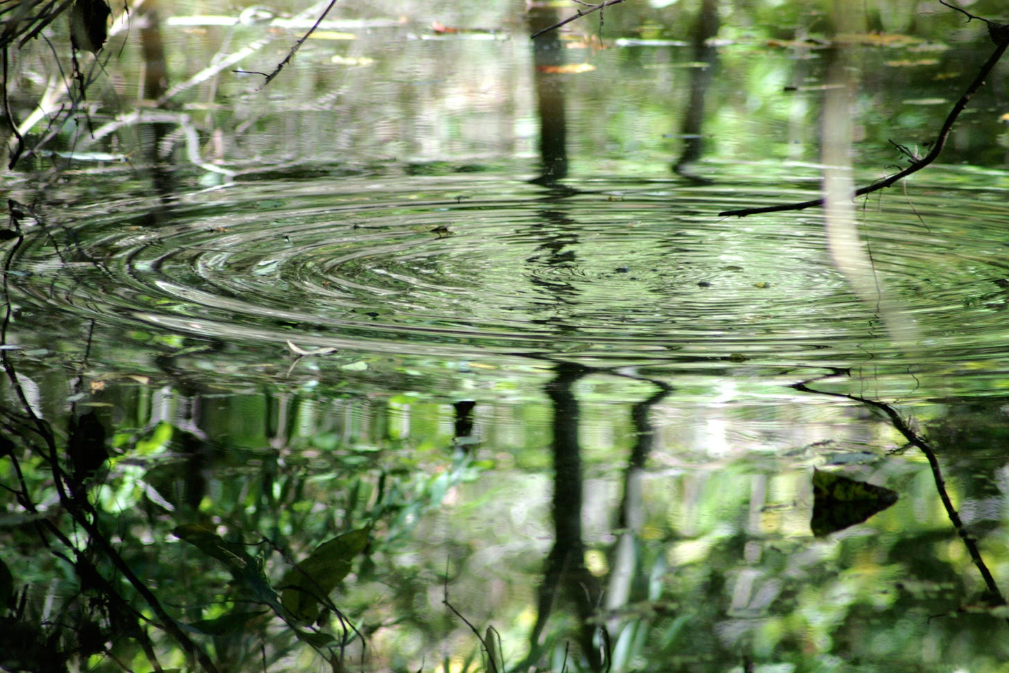 Circular ripple in pond.