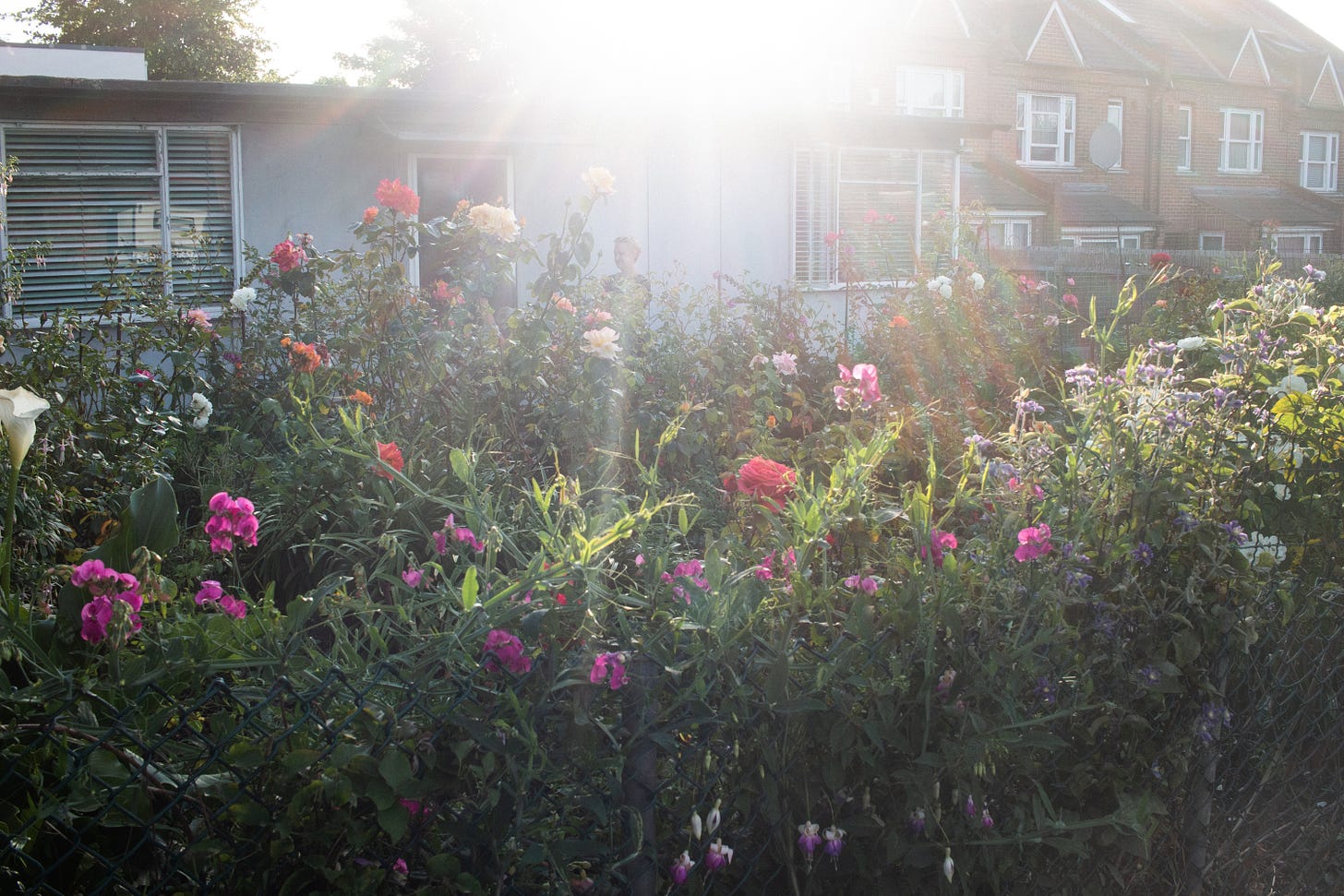 Evening sun behind Peter’s 1940s prefab house, his front garden in the foreground