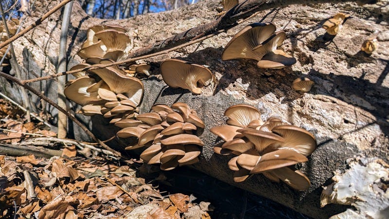Lots of oyster mushrooms (around 30) growing on a dead beech log in the sunshine