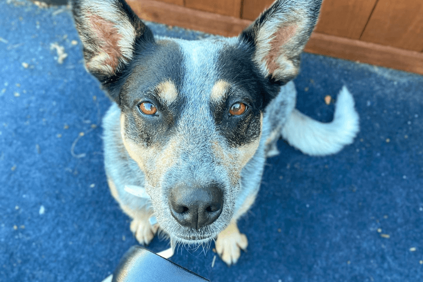 Scout the blue heeler sits on a coffee shop patio, looking up into the camera with soft eyes