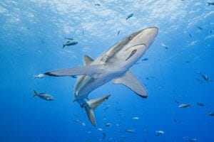 silky shark.