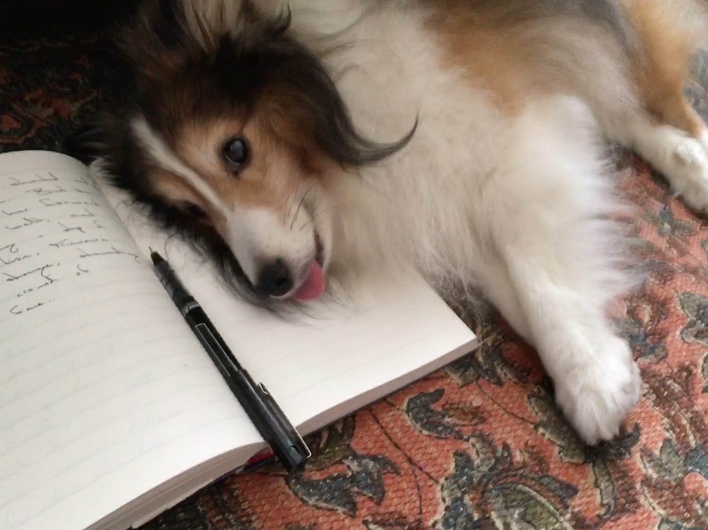 Red and white sheltie lying on a journal with his tongue sticking out