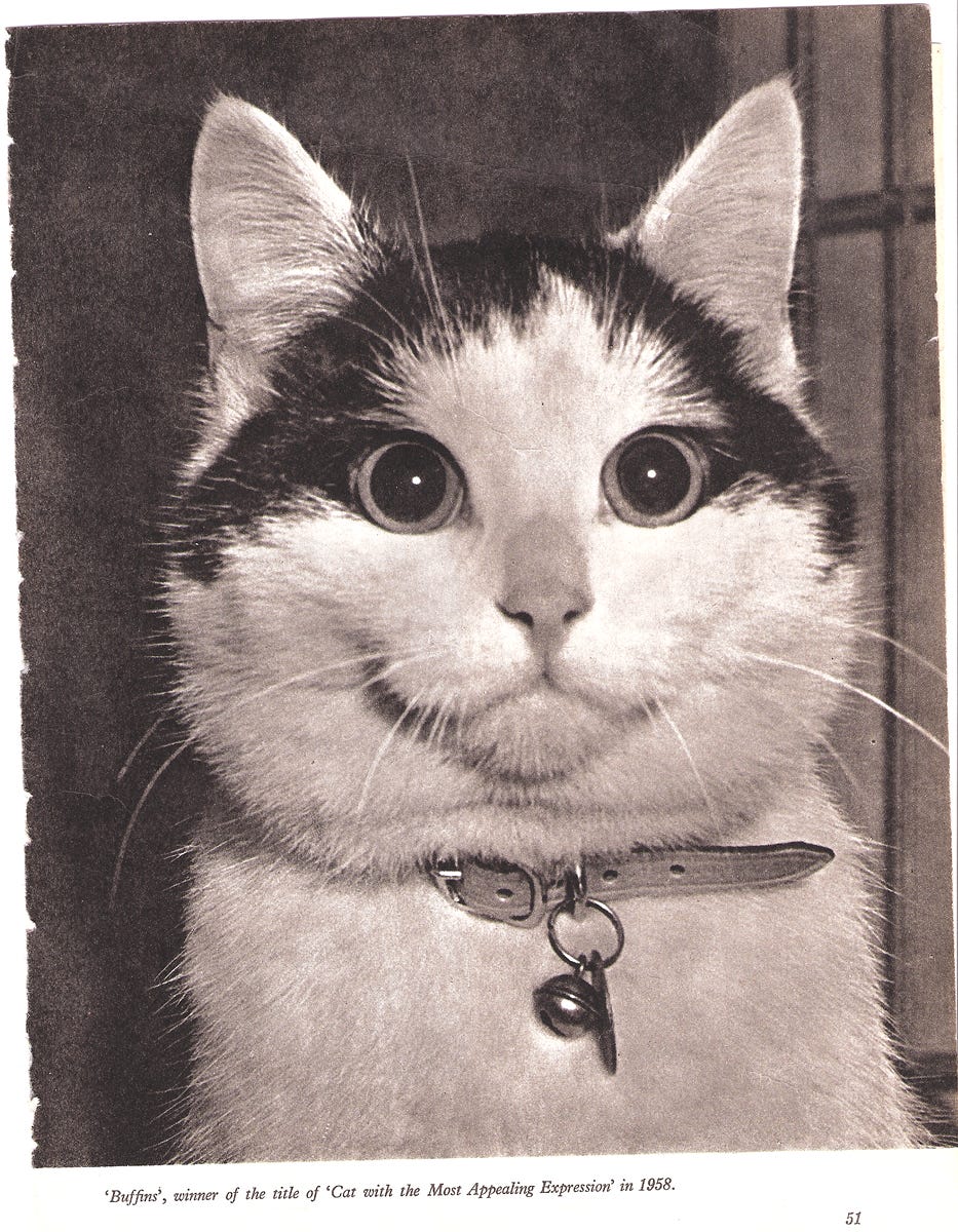 Buffins, the cat with the most appealing expression 1958. A black and white cat with very round eyes and a very appealing face. 