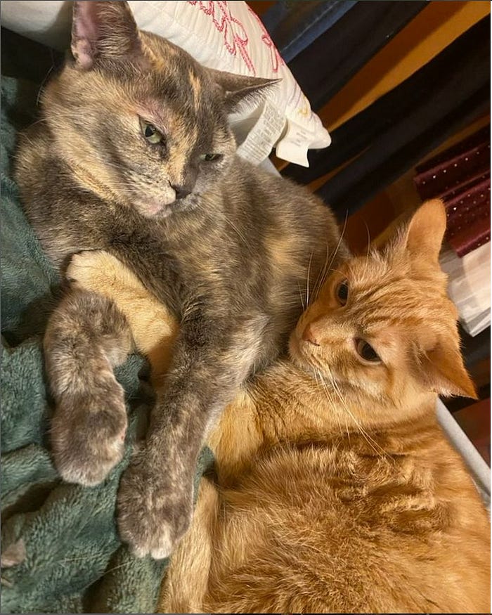 Josie and Kispin, cat siblings