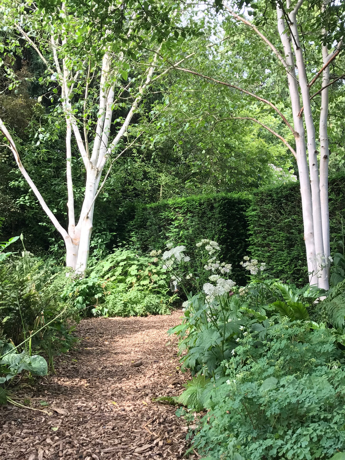 This lovely woodland path is along the walk back to the main house and cafe for visitors who need a refresh with a Victoria sponge cake and cuppa after a garden visit. This lovely woodland path is along the walk back to the main house and cafe for visitors who need a refresh with a Victoria sponge cake and cuppa after a garden visit.