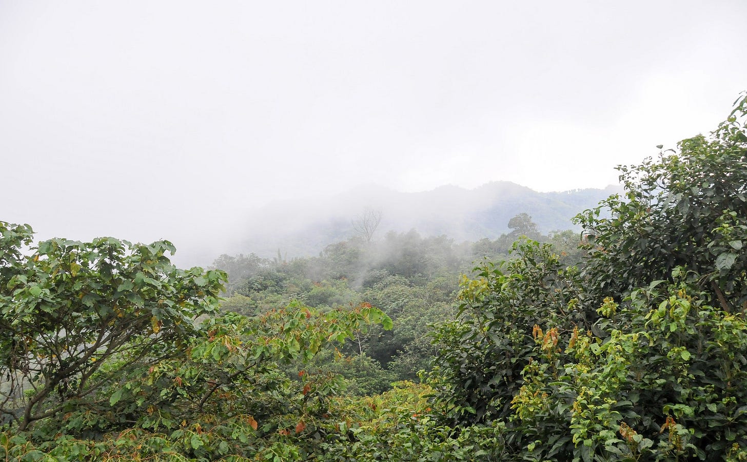 6 Reasons Why You Should Visit Mexico's Incredible Cloud Forests At Least  Once in Your Lifetime