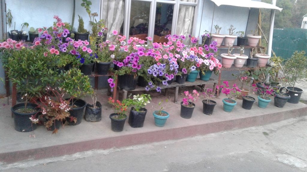 Colourful flower gardens like these are a common sight outside homes in Aizawl.