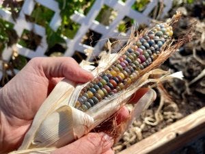 Bred from a number of Native varieties by Carl “White Eagle” Barnes, the famous Cherokee corn collector, glass gem corn is a remarkable thing to behold.