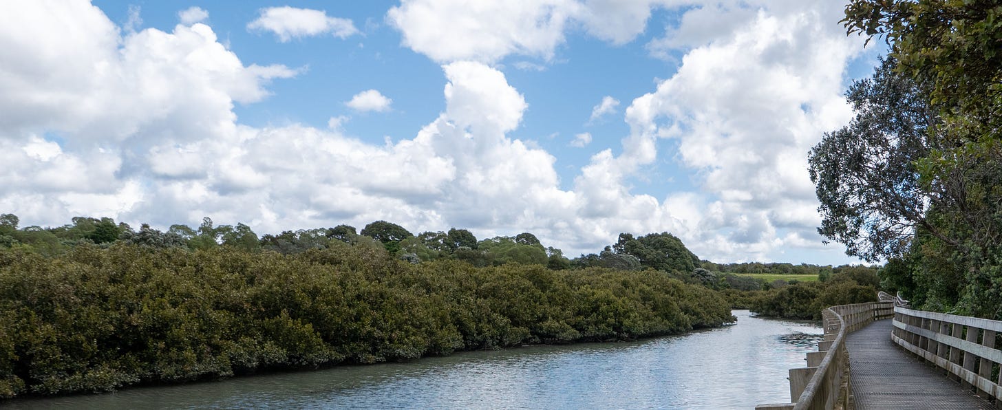 The boardwalk snaking along the side of the creek, with mangroves on the far bank.