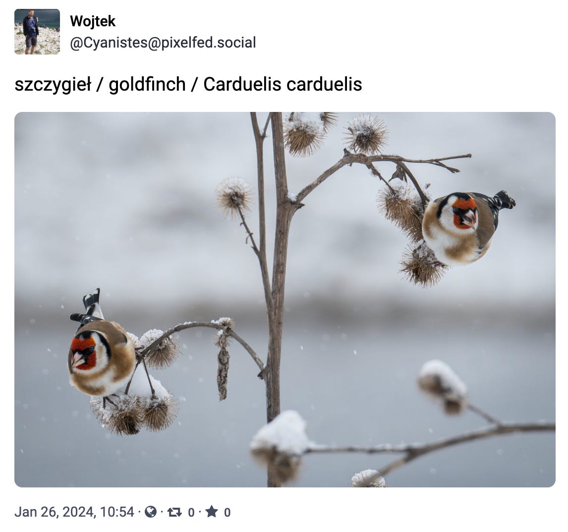 szczygieł / goldfinch / Carduelis carduelis