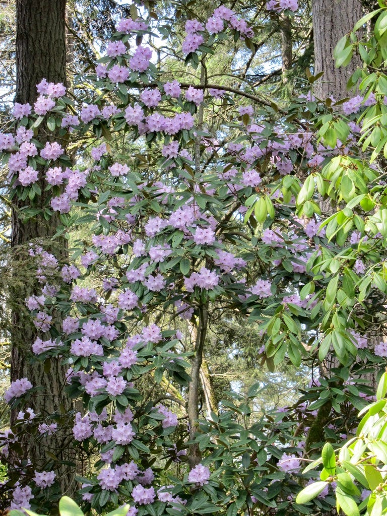 View of a very large rhododendron blooming with proflific trusses of creamy lavender.