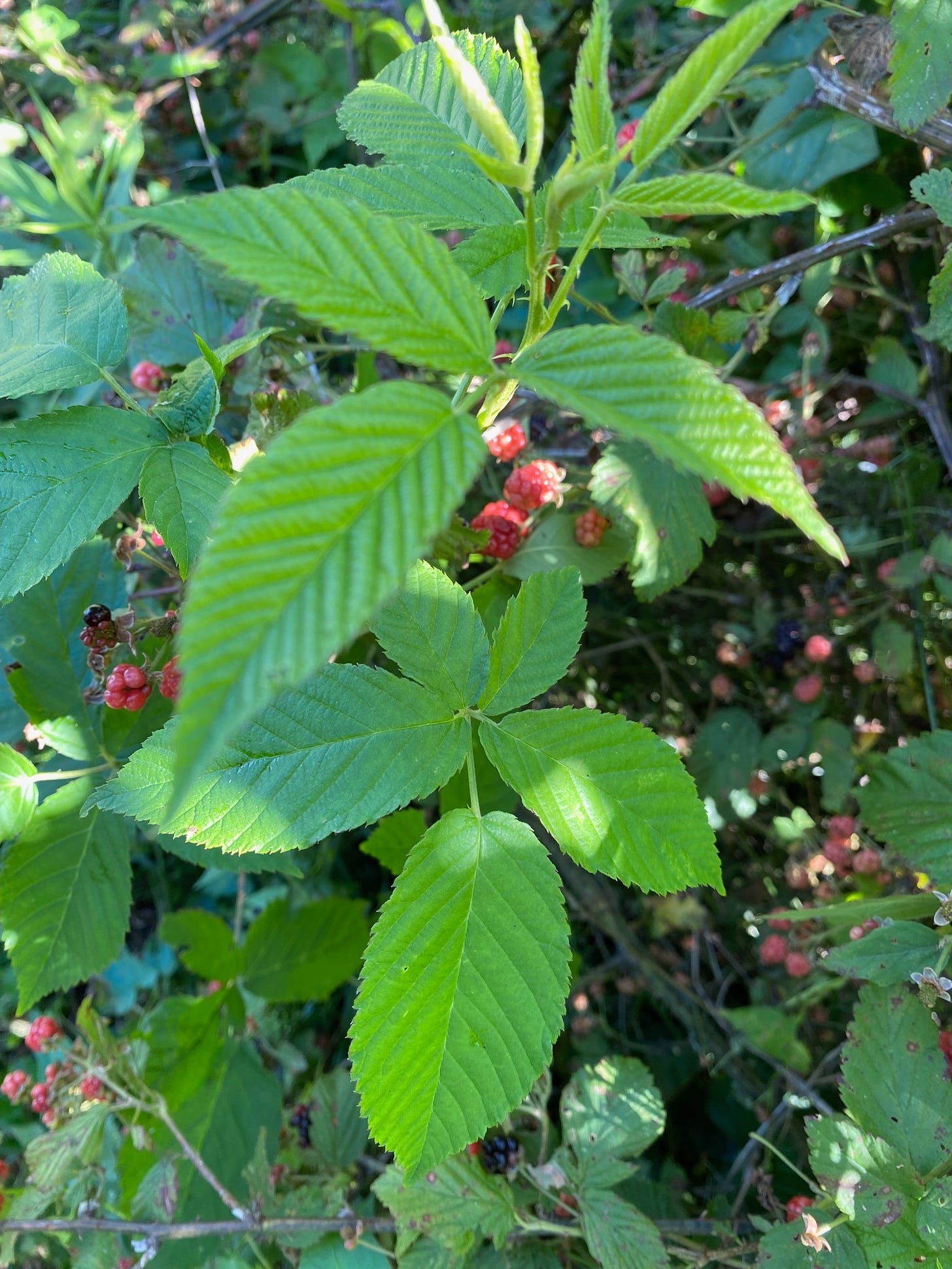 blackberry leaves showing group of 3 at the top and a fully palmate compound leaf at the bottom