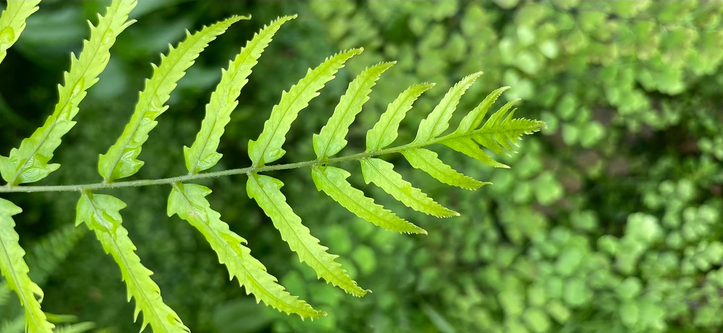 Fern pointing from the left to the right, extending its lovely thin leaves in an arrow pattern and covered in light emerald.