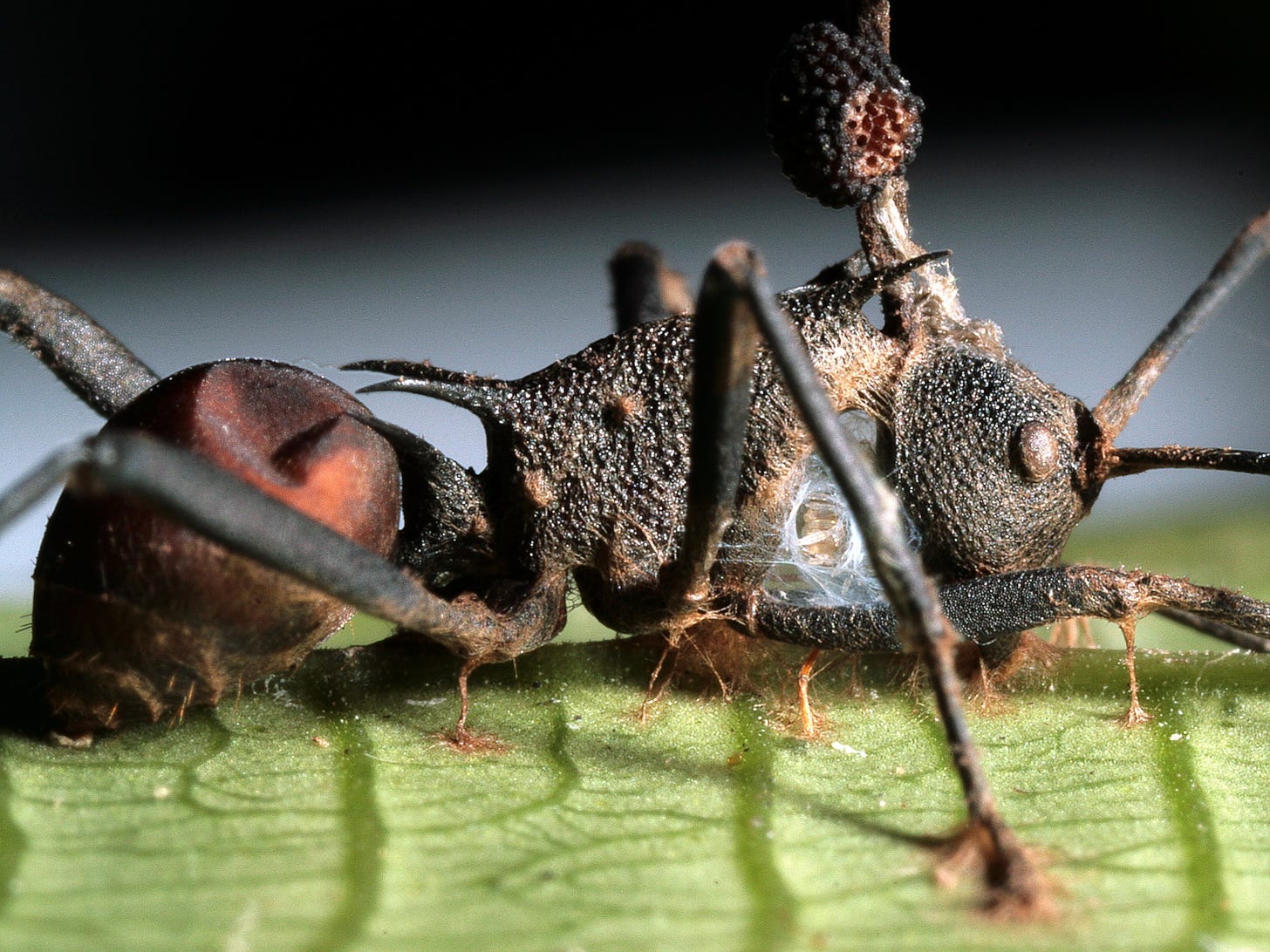 Zombie Ant" Fungus Under Attack—By Another Fungus