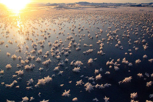 Image of the Arctic sea dotted with blooms of "ice flowers" - really natural sculptures caused by atmospheric science.