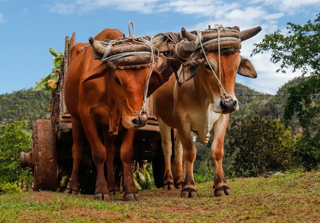 a couple of brown cows standing next to each other