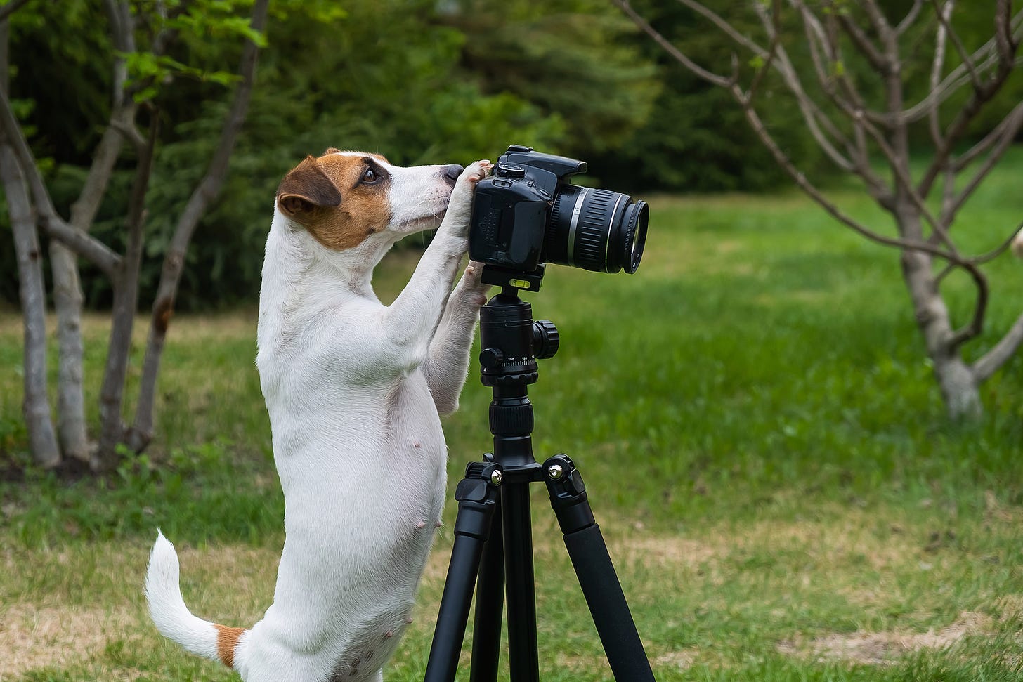 A Jack Russell terrier using a camera on a tripod outdoors