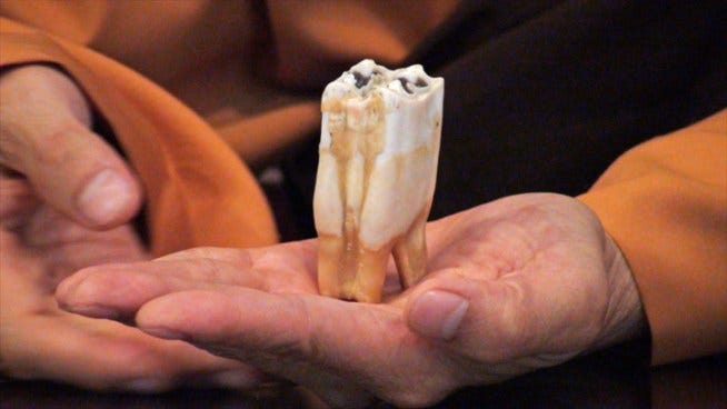 Rare "Buddha's Tooth" Continues to Grow