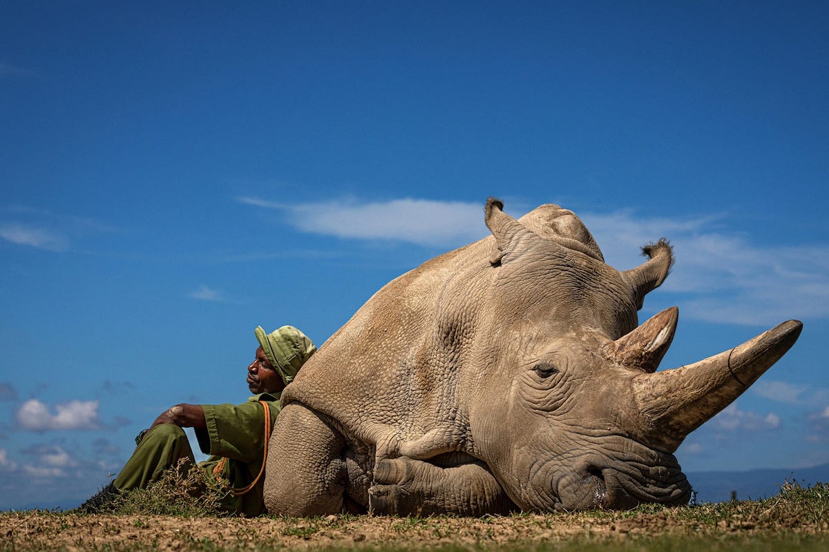 Один из последних северных белых носорогов отдыхает на солнце со своим смотрителем