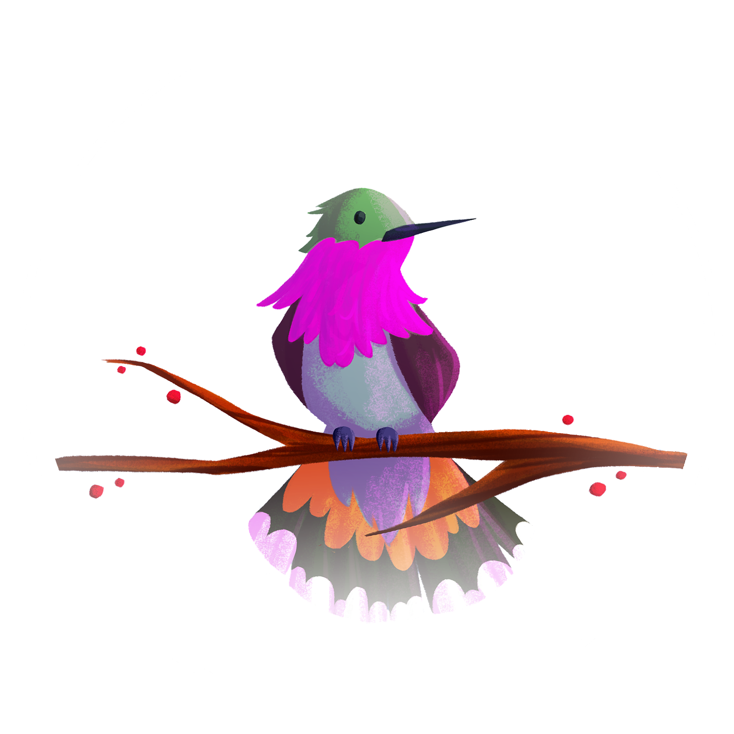 A colorful hummingbird with a pink throat on a branch with berries.