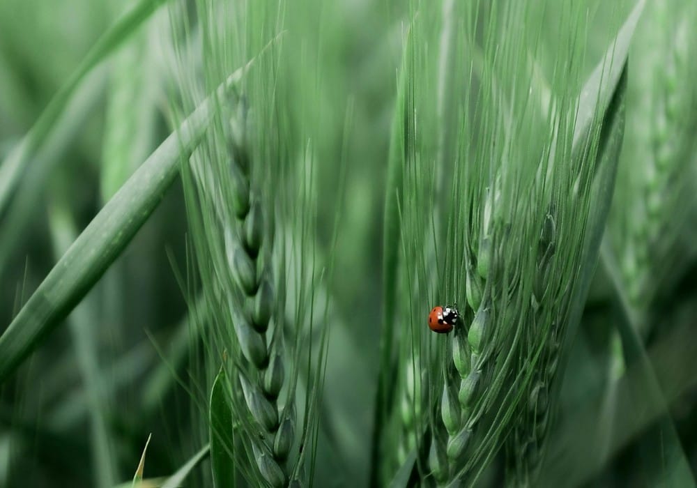 Vibrant red ladybug crawling up spring green stalk of wild grass