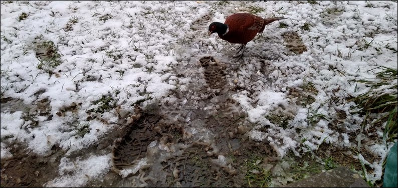 A lame phesant looks at some footprints in the snow