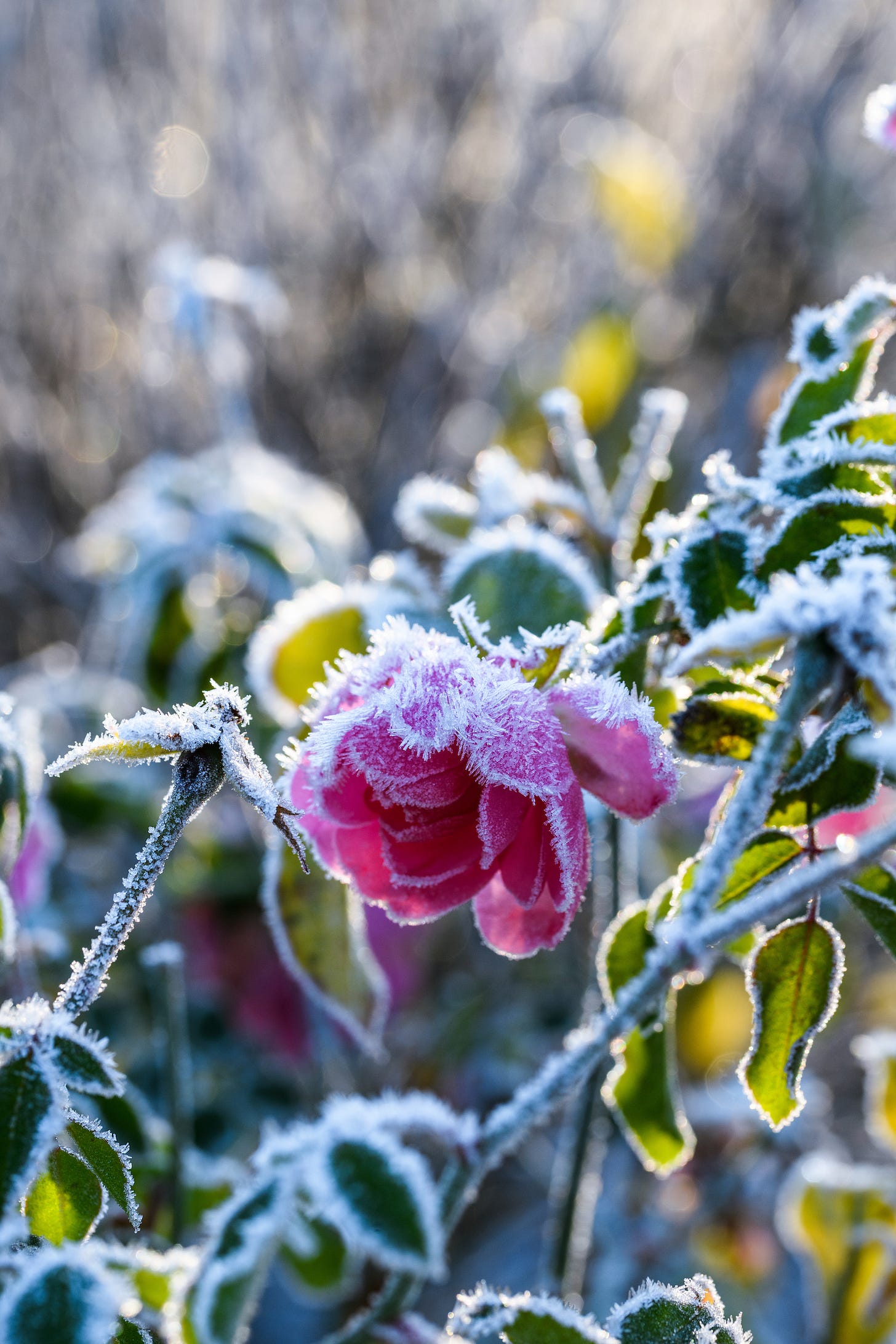 Frosty rose in a garden