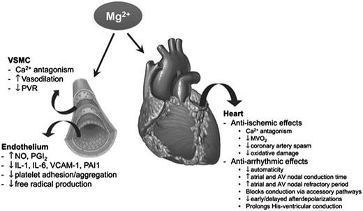 Effects of magnesium on the heart and vasculature. Reprinted with permission from reference 3. AV, atrioventricular; IL-1, interleukin-1; IL-6, interleukin-6; MVO2, myocardial oxygen consumption; NO, nitric oxide; PAI1, plasminogen activator inhibitor-1; PGI2, prostacyclin; PVR, peripheral vascular resistance; VCAM-1, vascular cell adhesion molecule-1.