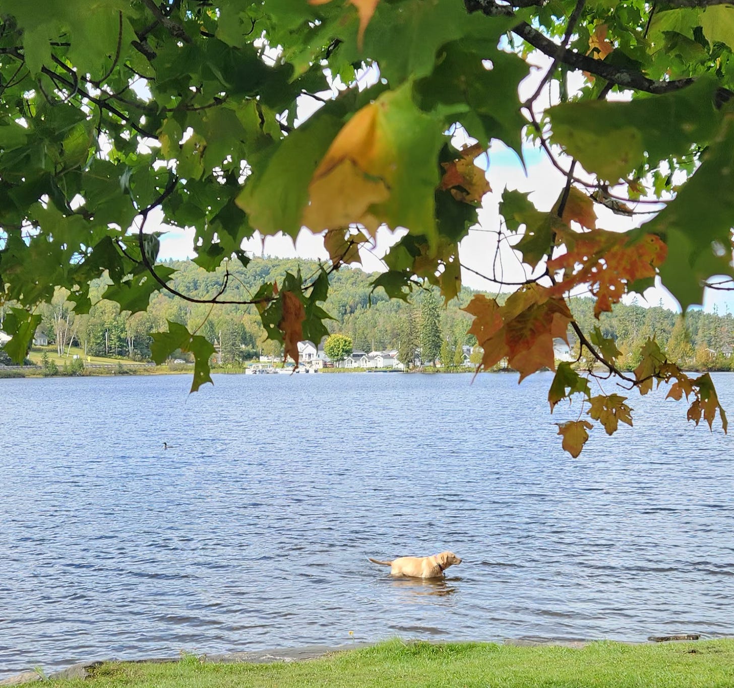 Yellow lab in lake with fall foliage