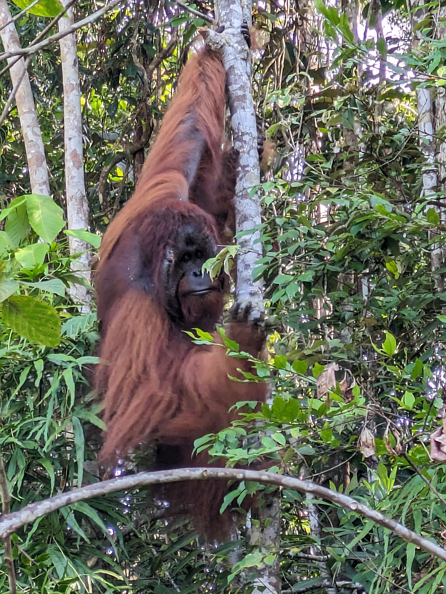 An orange and brown orangutan with long, flowing hair is holding onto a thin tree trunk with one hand and leaning forward with the other hand outstretched toward the camera