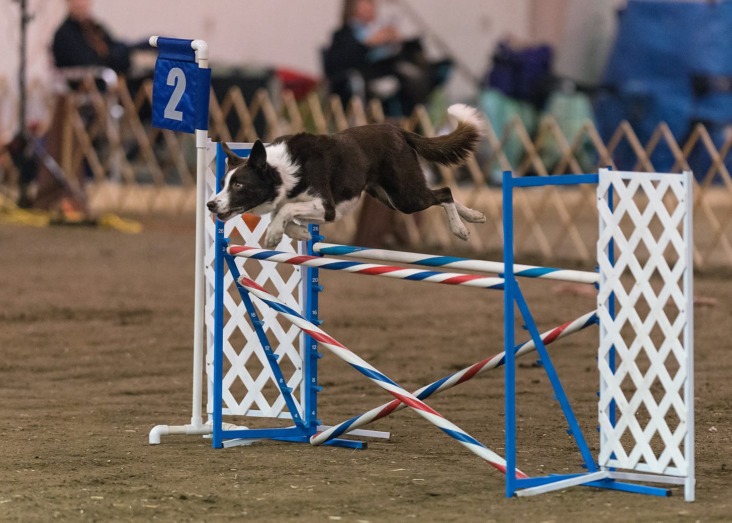 Border collie leaping over a double jump