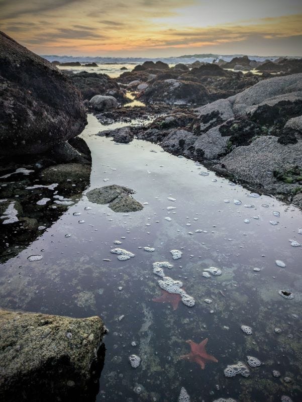 a shallow tide pool featuring two red-orange sea stars, set among the rocks, with ocean waves in the background against a golden and peachy sunset sky