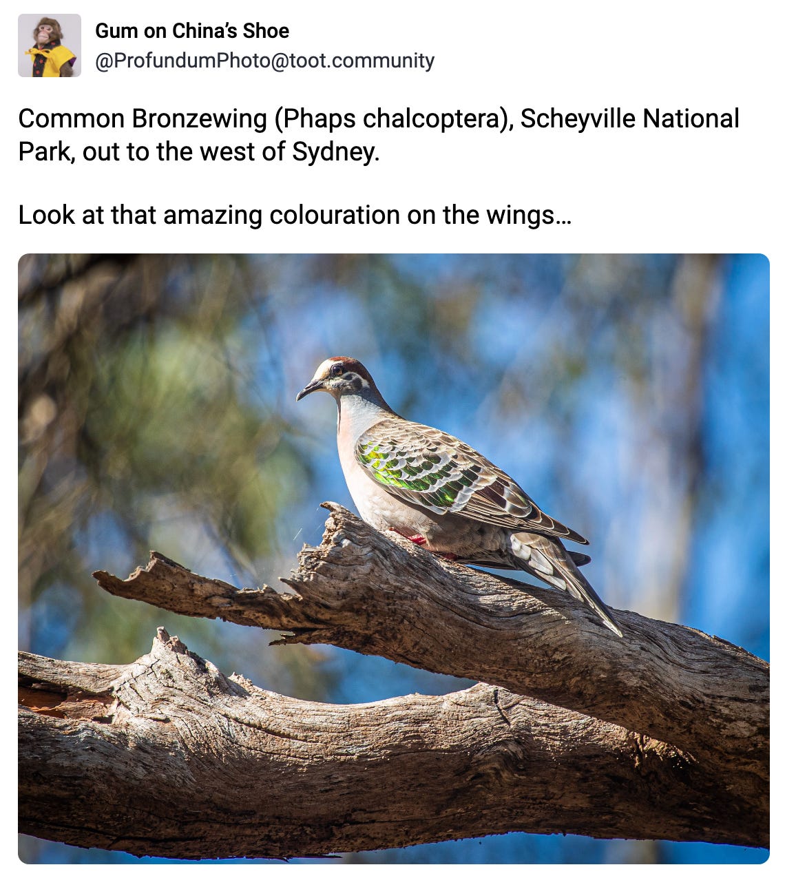 Common Bronzewing (Phaps chalcoptera), Scheyville National Park, out to the west of Sydney.  Look at that amazing colouration on the wings…