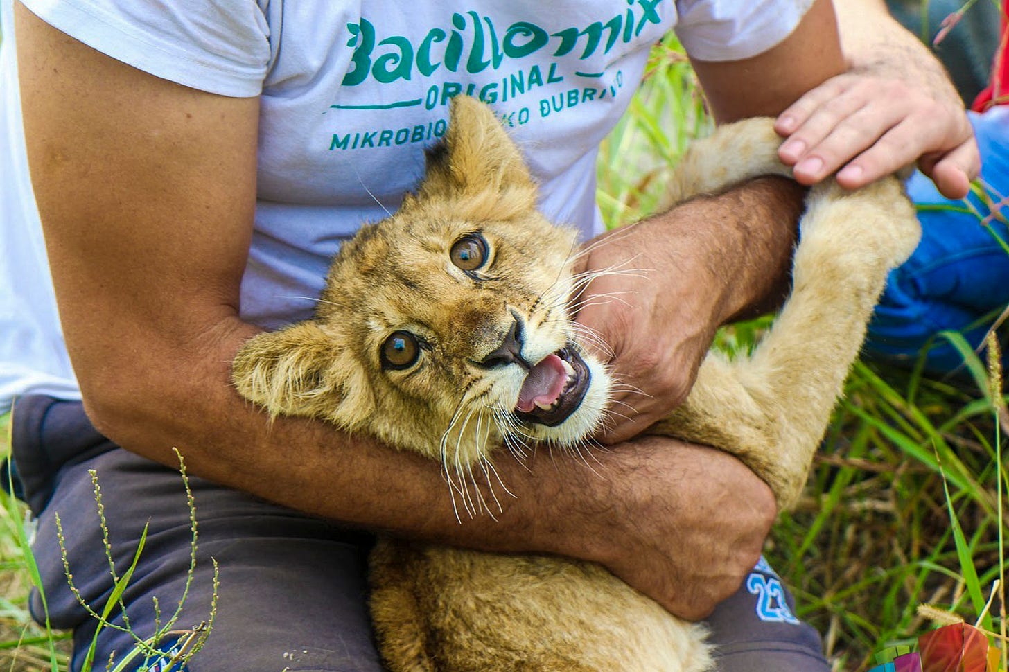 In this photo provided by www.subotica.com, a man holds a months-old lion cub after it was found wandering on a local road, near Subotica, Serbia, Thursday, Sept. 21, 2023. 