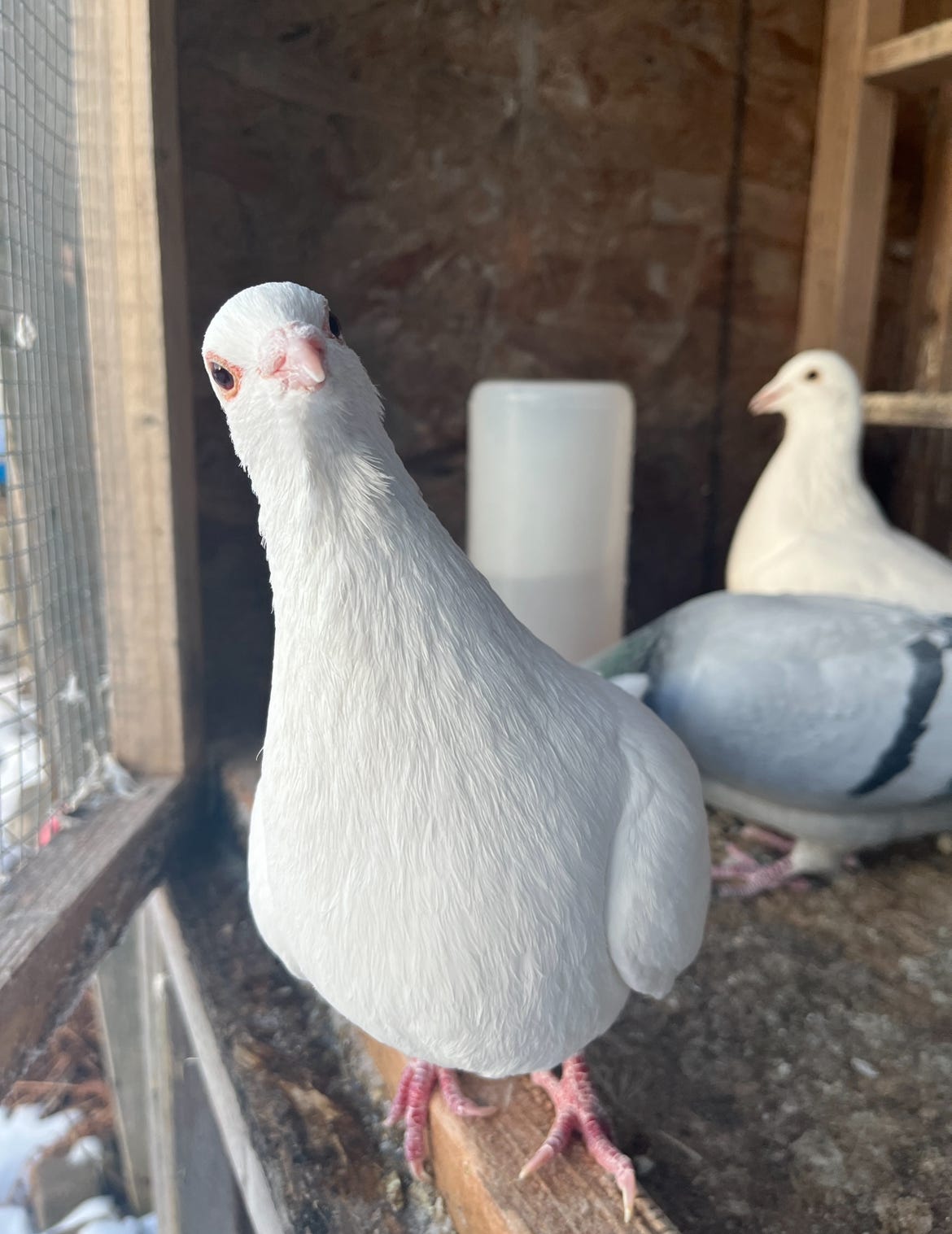A white pigeon stands his ground at the front of his pigeon loft. He's looking straight at the camera with his head tilted in a way that is both curious and mildly threatening