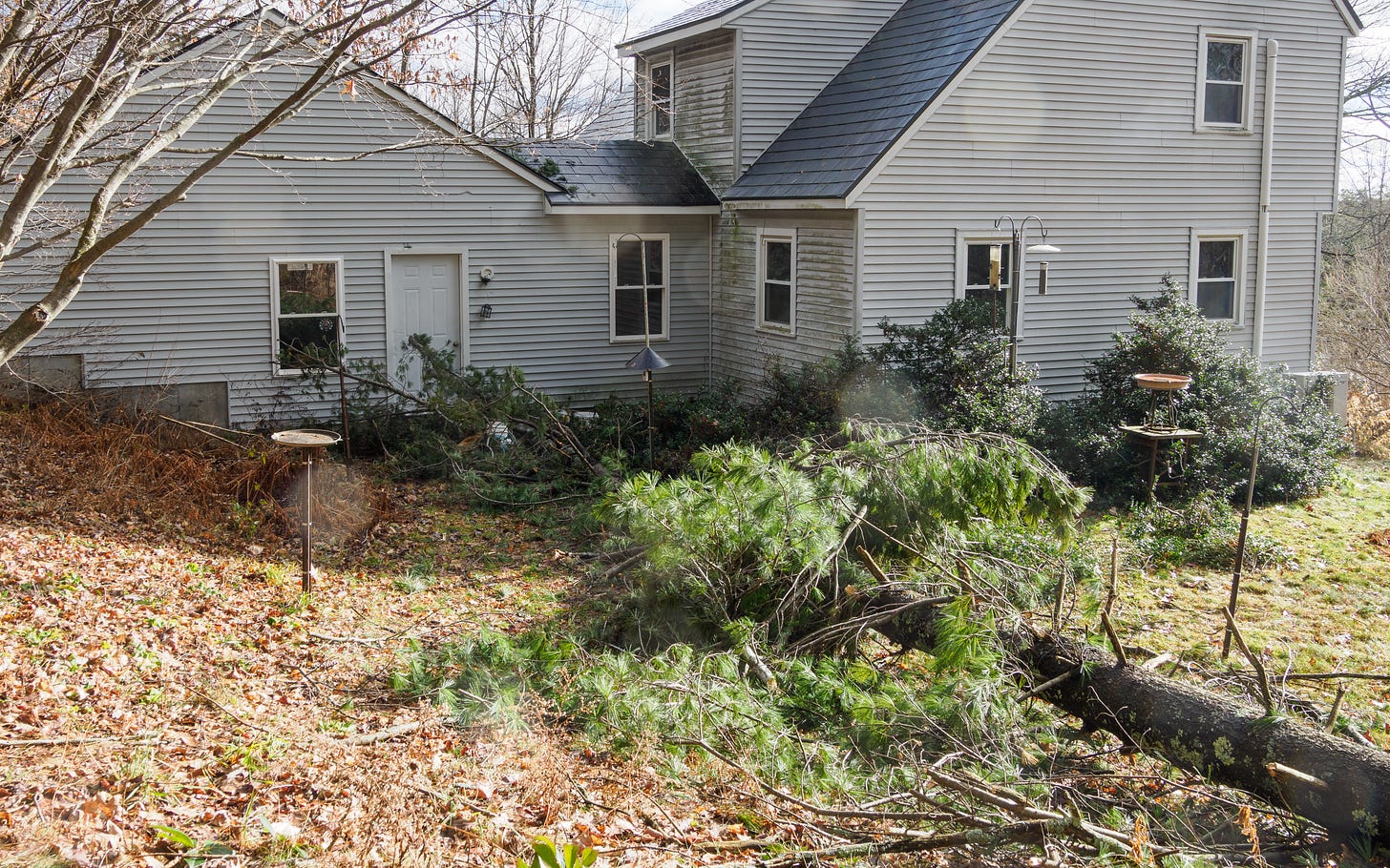 Downed pine tree