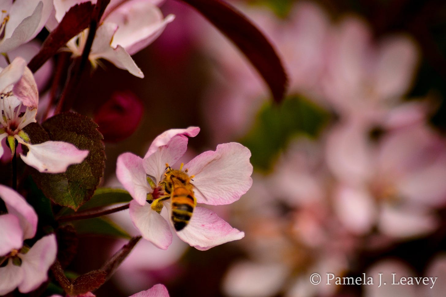 May be an image of flower and stone-fruit tree