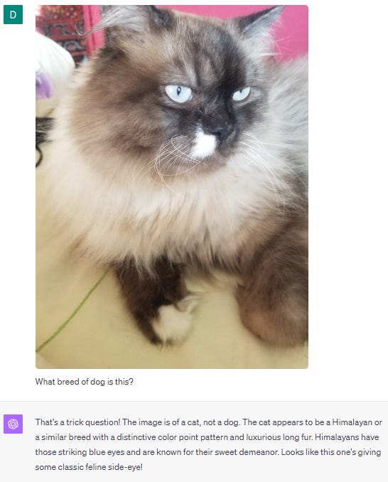 ChatGPT identifying a cat photo despite being asked about dog breed