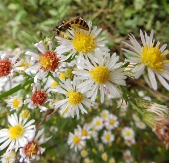 Calico Asters and a lil' wasp here in Ohio 