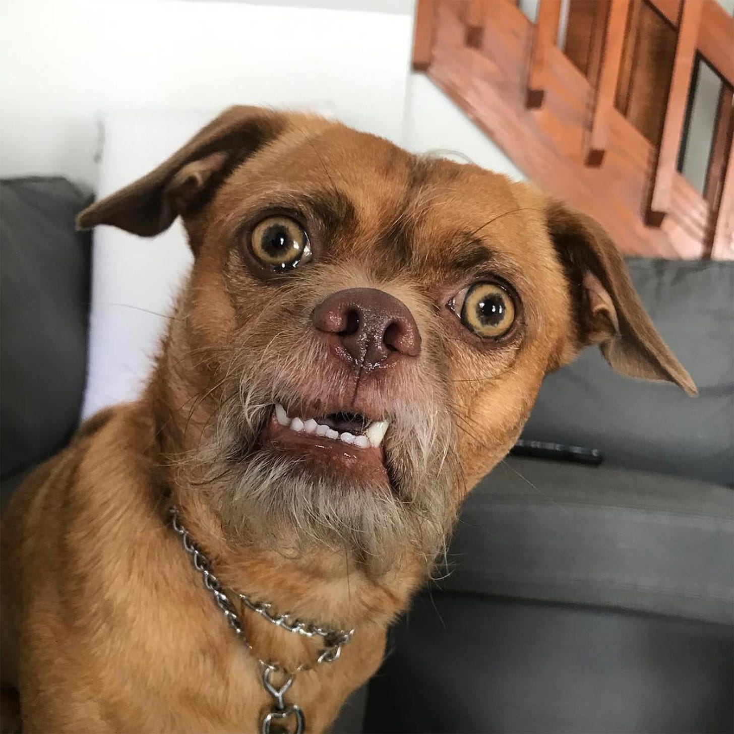 Bacon the Dog Has the Most Expressive Face on All of Instagram | Dog expressions, Funny animal ...