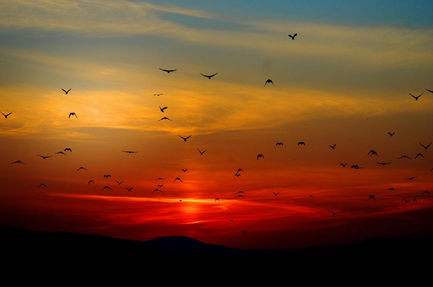 Sunset and Birds in Flight photo