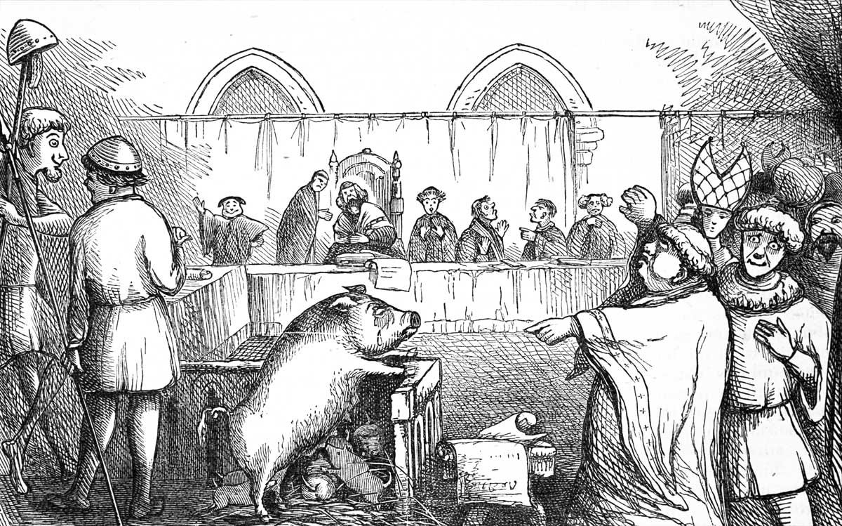 A pig standing on a table with people in the background

Description automatically generated