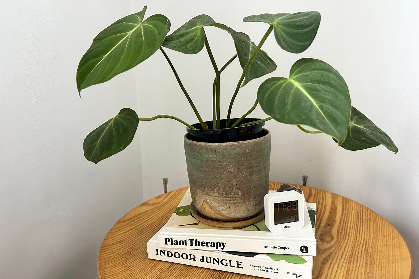 A plant in a pot on top of plant-themed books, next to a small alarm clock.